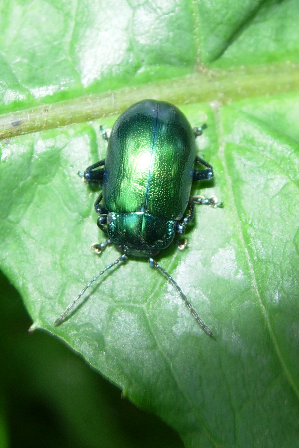 Chrysomelidae